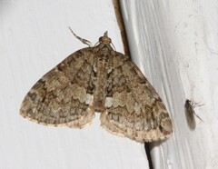 Hydriomena renunciata