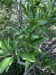 Ilex mitis