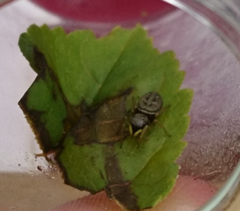 Heliophanus flavipes