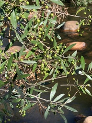Olea europaea cuspidata