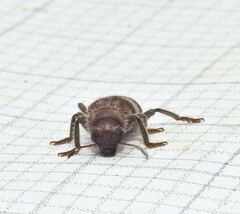 Enoclerus quadrisignatus