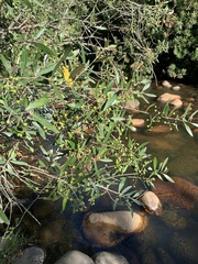 Olea europaea cuspidata