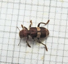 Enoclerus quadrisignatus