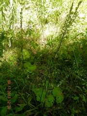 Stenanthium gramineum