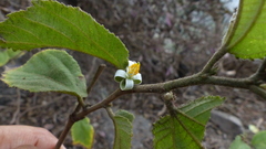 Grewia abutilifolia
