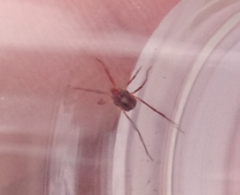 Erythraeoidea