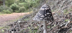 Coprinopsis picacea