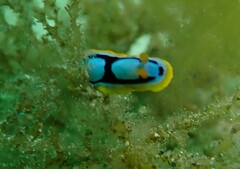 Chromodoris westraliensis