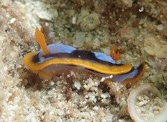 Chromodoris westraliensis