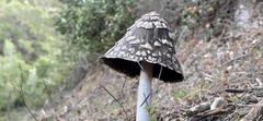 Coprinopsis picacea
