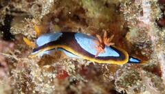 Chromodoris westraliensis