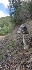 Coprinopsis picacea