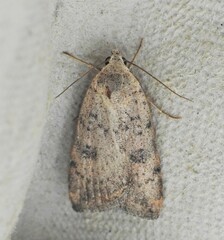 Micrathetis triplex