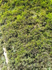 Orthotrichum sprucei