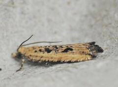Bactra