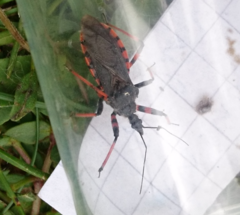 Rhynocoris annulatus