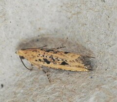 Bactra