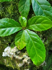 Gesneria pedunculosa