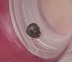 Coptosoma scutellatum