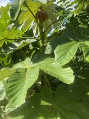 Cecropia schreberiana