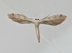Euacidalia brownsvillea