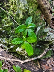 Gesneria pedunculosa
