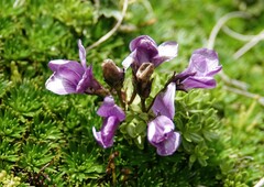 Gentianella cerastioides