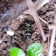 Megacyllene latreillei