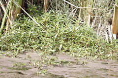 Ludwigia adscendens