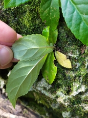 Gesneria pedunculosa