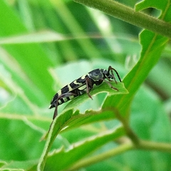 Megacyllene latreillei