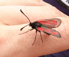 Zygaena purpuralis