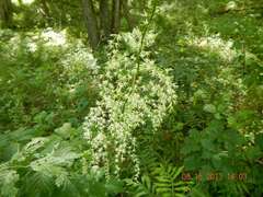 Stenanthium gramineum
