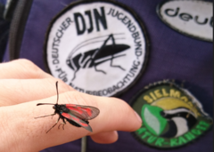 Zygaena purpuralis