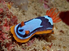 Chromodoris westraliensis