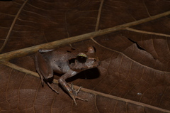 Platyplectrum melanopyga