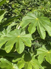 Cecropia schreberiana