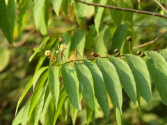 Grewia serrulata