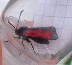 Zygaena purpuralis