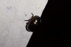 Chrysolina oricalcia