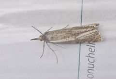 Thisanotia chrysonuchella