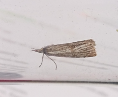 Thisanotia chrysonuchella