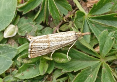 Thisanotia chrysonuchella