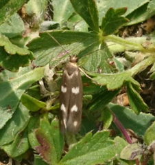 Scythris scopolella