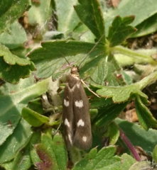 Scythris scopolella