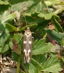 Scythris scopolella