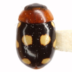 Hyperaspidius venustulus