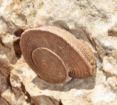 Iberus gualtieranus gualtieranus