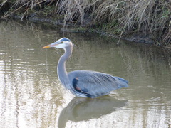 Ardea herodias fannini