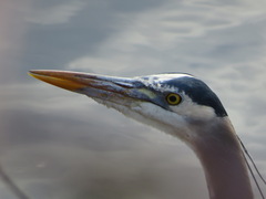 Ardea herodias fannini